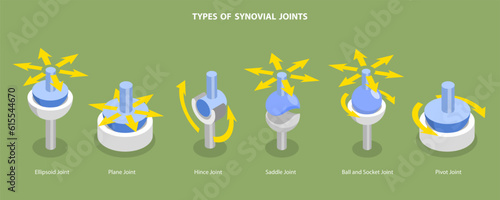 3D Isometric Flat Vector Conceptual Illustration of Types Of Synovial Joints, Labeled Anatomy Infographic photo