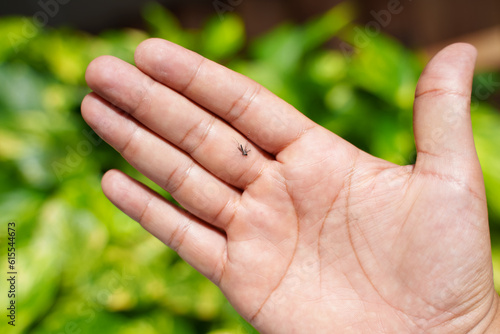 Close-Up Shot of Unidentified Person's Hand Holding Crushed Dengue Mosquito. Focus is on the mosquito. © Jose