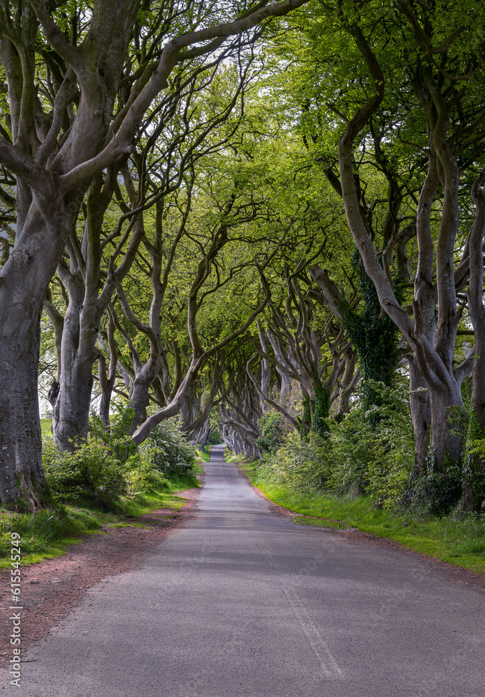 The Dark Hedges The Dark Hedges