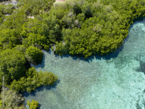 Fototapeta Naklejka Na Ścianę i Meble -  A mangrove forest grows on the edge of a small island in Komodo National Park, Indonesia. Mangroves serve as vital nursery areas for many species of reef fish and invertebrates.