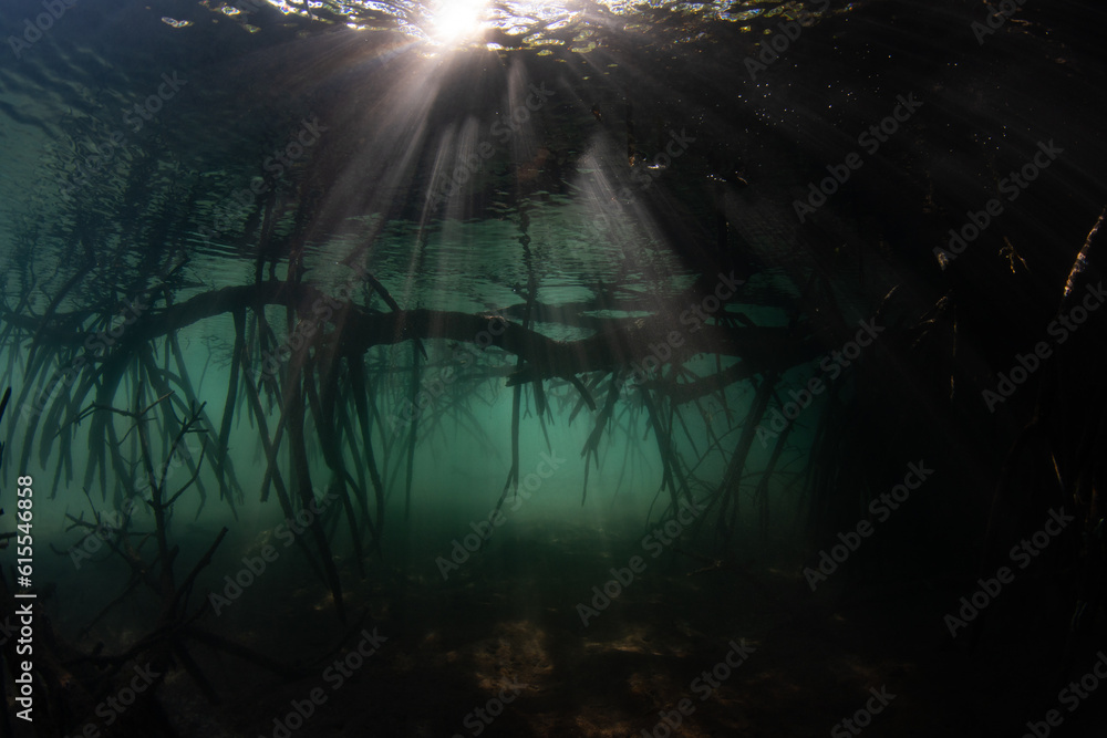 Fototapeta premium Beams of light filter into the dark shadows of a mangrove forest in Komodo National Park, Indonesia. Mangroves serve as vital nursery areas for many species of reef fish and invertebrates.