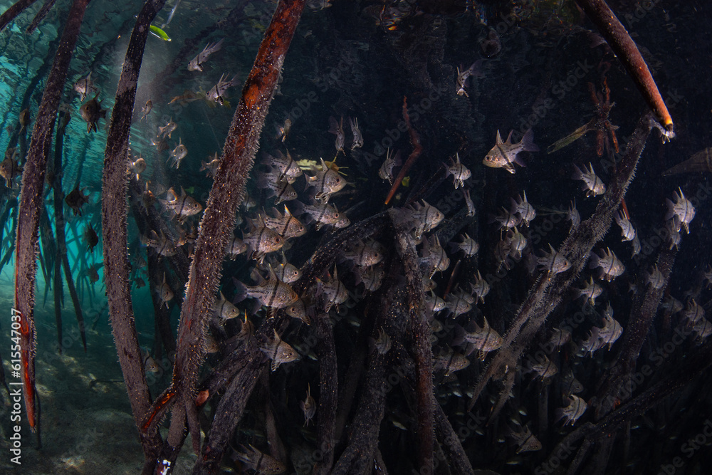 Orbiculate cardinalfish hover amid the shadows of a mangrove forest in Komodo National Park, Indonesia. Mangroves serve as vital nursery areas for many species of reef fish and invertebrates. Orbiculate cardinalfish hover amid the shadows of a mangrove forest in Komodo National Park, Indonesia. Mangroves serve as vital nursery areas for many species of reef fish and invertebrates.