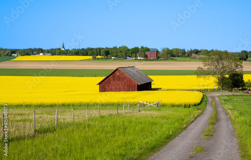 Swedish landscape with yellow rape field  and red Swedish wooden barn