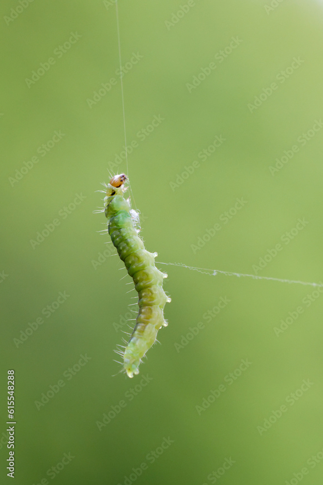 Green caterpillar floating on a thread