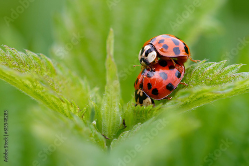 Two ladybugs take care of the offspring