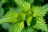 close up of nettle