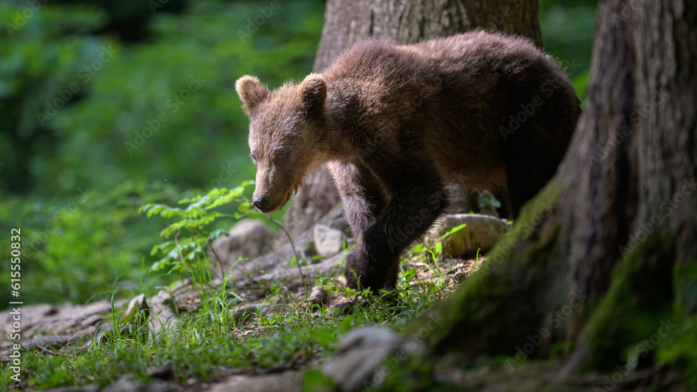 Young 1 year old european brown bear (Ursus arctos) in forest Young 1 year old european brown bear (Ursus arctos) in forest