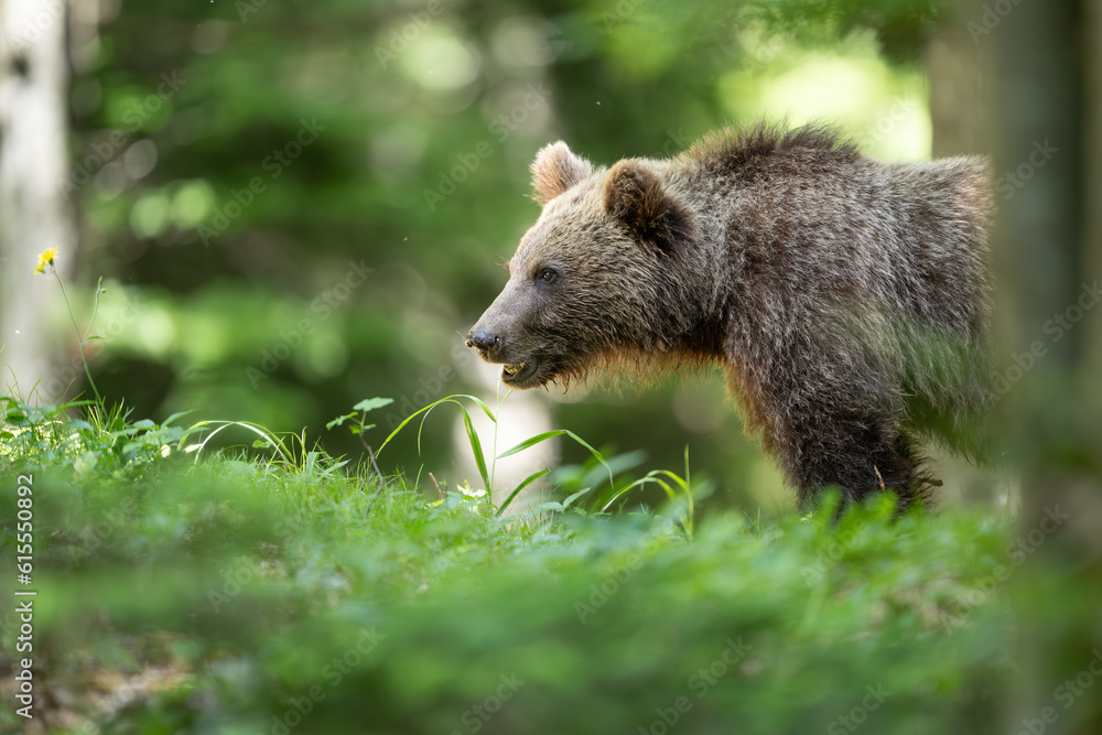 Fototapeta premium European brown bear (Ursus arctos) in forest