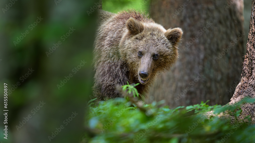 European brown bear (Ursus arctos) in forest European brown bear (Ursus arctos) in forest