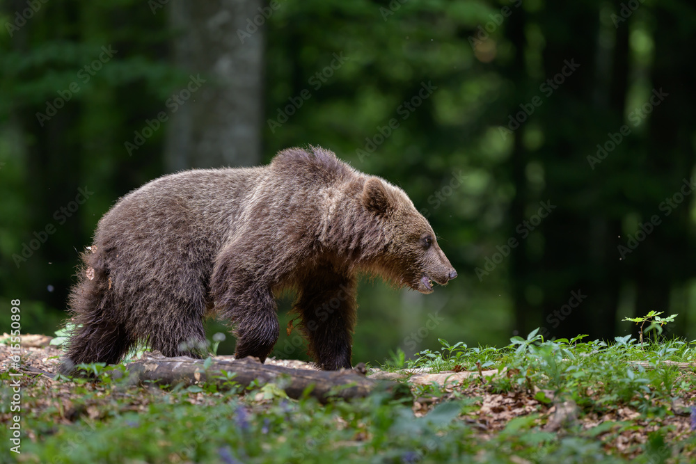 European brown bear (Ursus arctos) in forest European brown bear (Ursus arctos) in forest