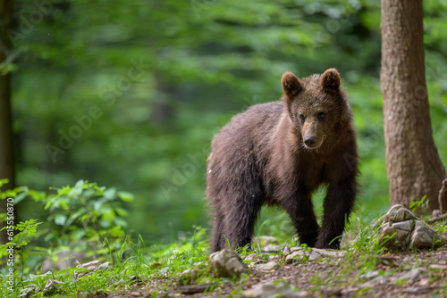 Young 1 year old european brown bear (Ursus arctos) in forest