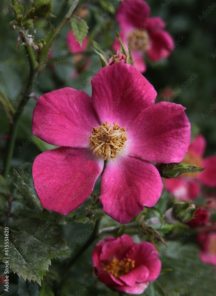 Naklejka premium beautiful pink rose in the garden close up