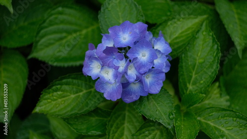 2023_甲府中央公園_紫陽花