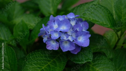 2023_甲府中央公園_紫陽花