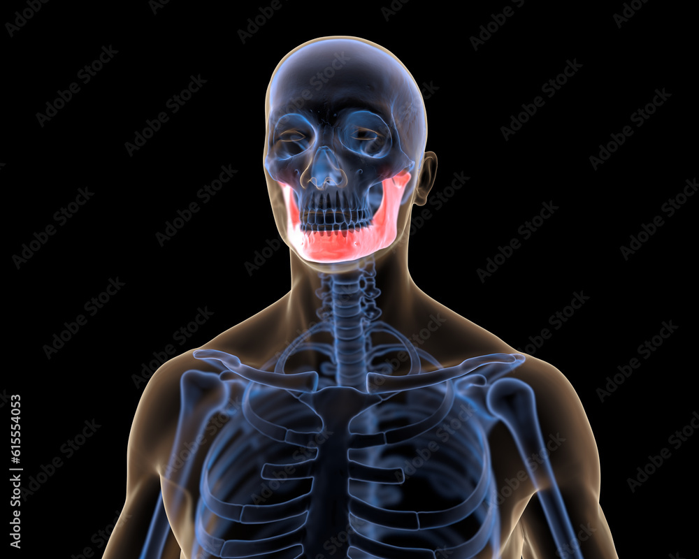 Xray Mandible in Red Xray Mandible in Red