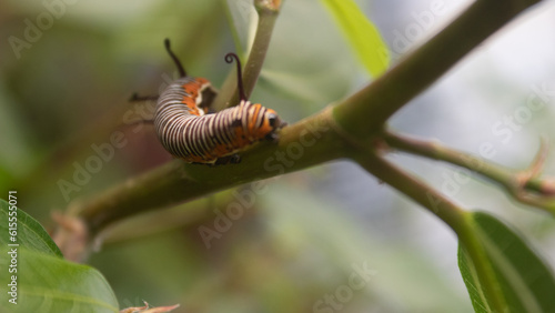 monarch butterfly caterpillar on a green leaf with a partially eaten leaf