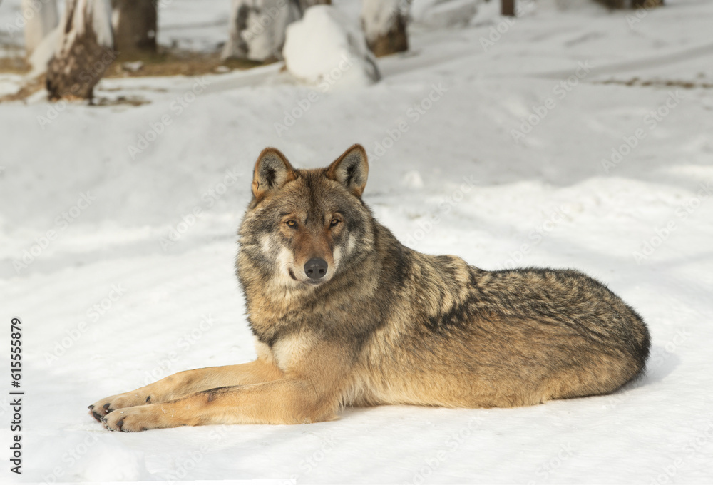 Fototapeta premium Gray wolf lies on the snow in the forest in sunny weather