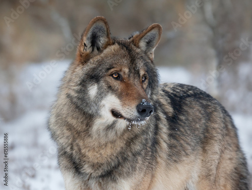 portrait of a gray wolf on a blurred background