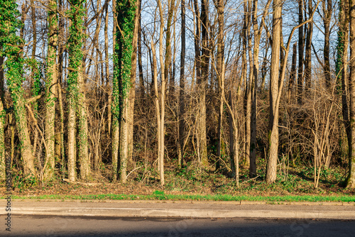 sidewalk with trees. asphalt road with trees. road with trees seen from the side photo