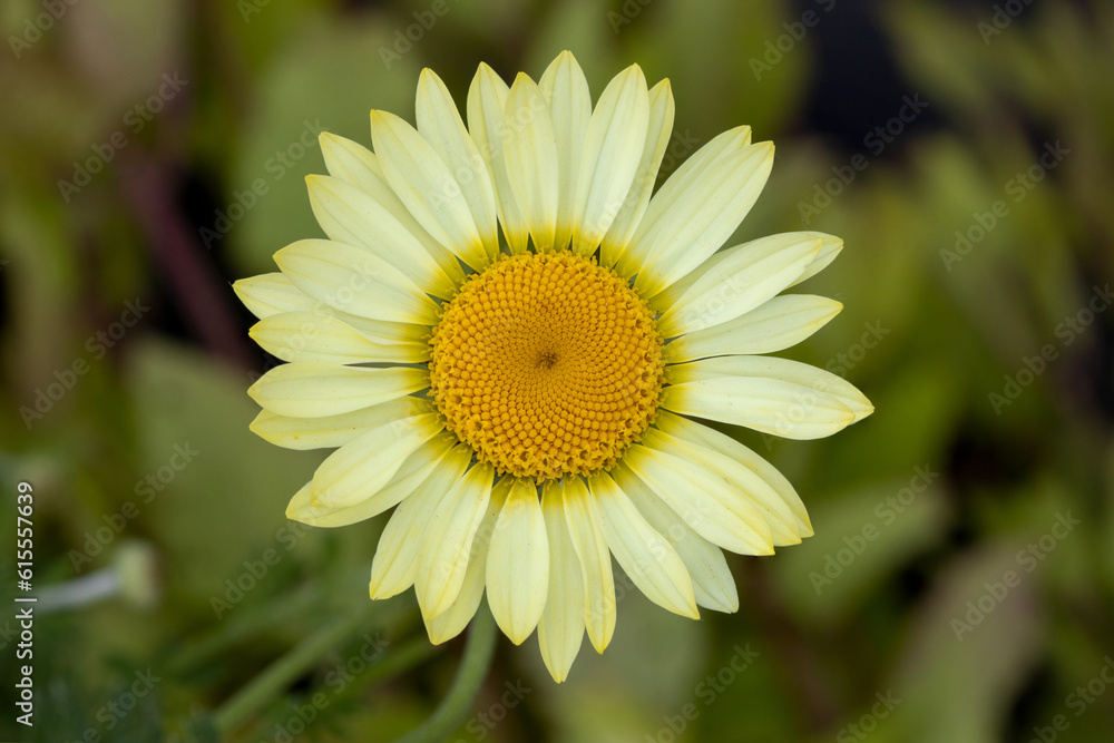Fototapeta premium Marguerite (Anthemis x hybrida 'Wargrave')