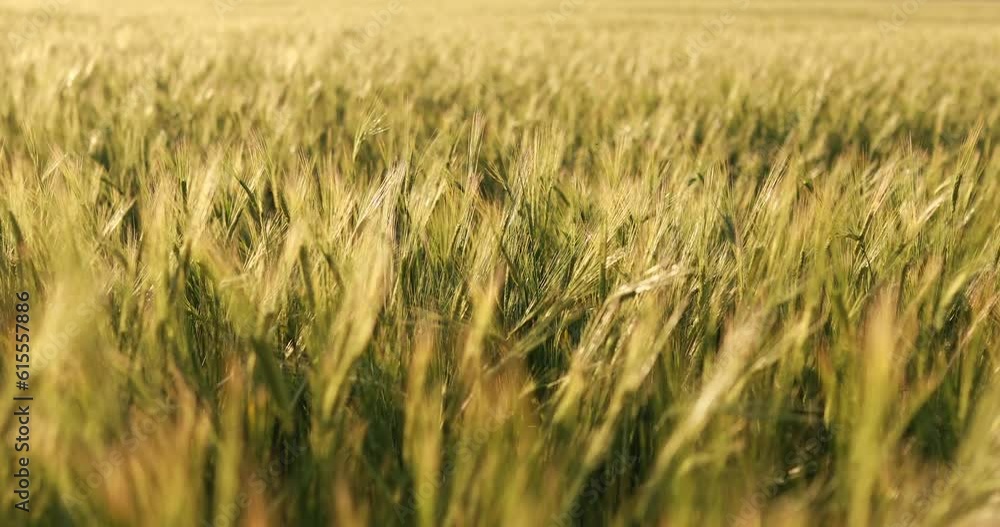 Sunset Over The Wheat Field Green wheat field swaying in the breeze under a blue sky Waltz of the wheat field grass wind First Dance Choreography Sunset Over The Wheat Field Green wheat field swaying in the breeze under a blue sky Waltz of the wheat field grass wind First Dance Choreography