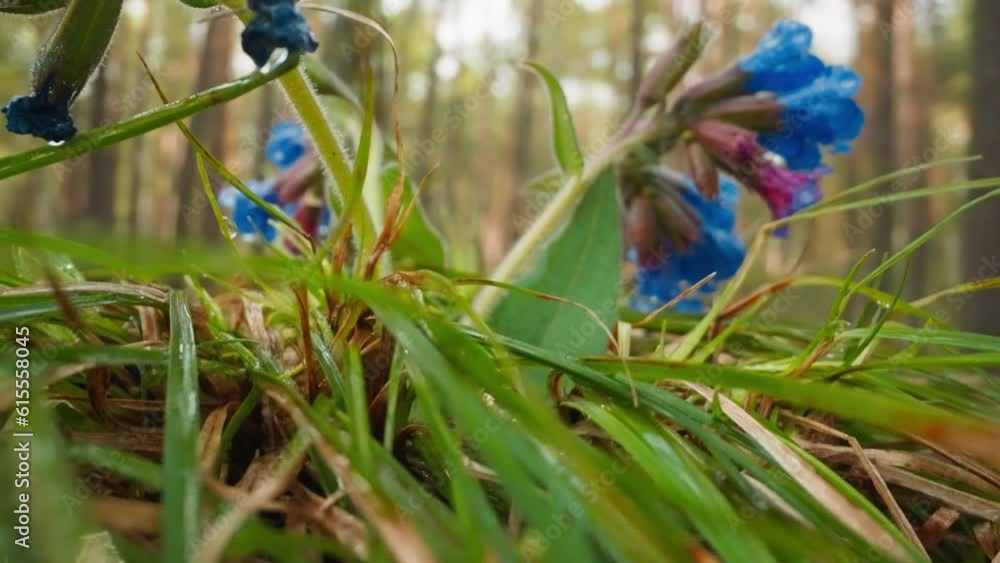 Flowers bloom in forest. Covered with dew Pulmonaria officinalis buds lowers to ground. Wind sways blades of grass in morning wood on blurred background Flowers bloom in forest. Covered with dew Pulmonaria officinalis buds lowers to ground. Wind sways blades of grass in morning wood on blurred background