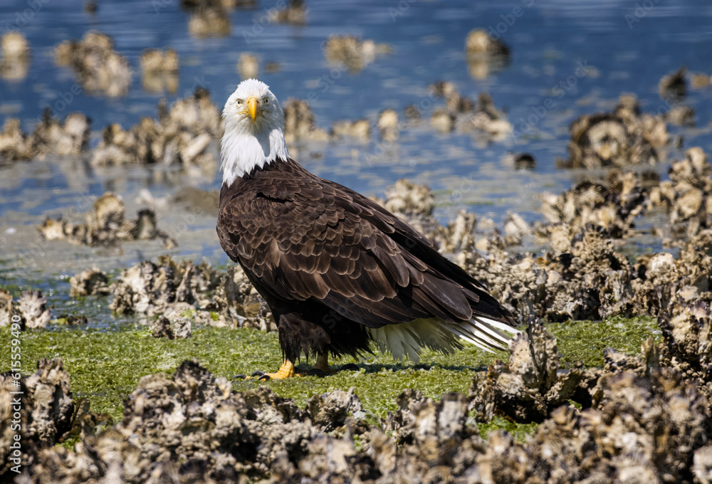 Fototapeta premium Seabeck Bald Eagles