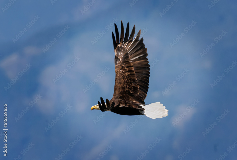 Fototapeta premium Seabeck Bald Eagles