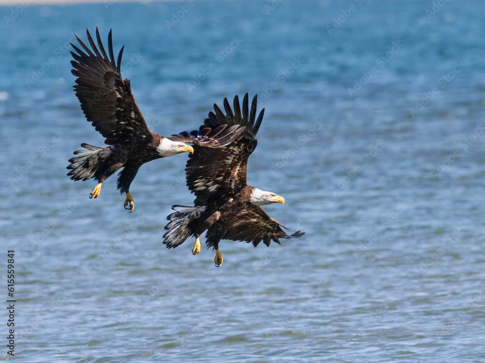 Fototapeta premium Seabeck Bald Eagles
