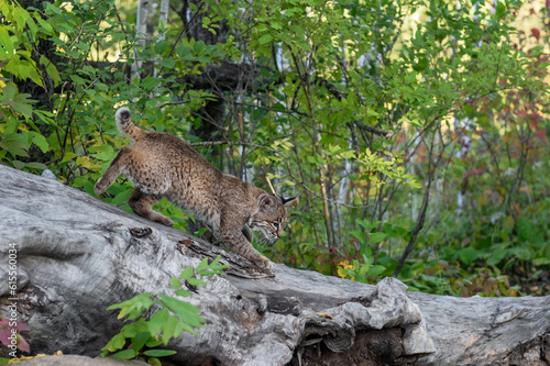 Bobcat  Lynx rufus  Walks Right Across Top of Log Autumn