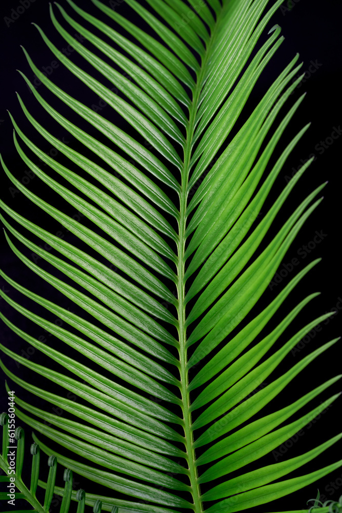cycas palm leaf on a beautiful background cycas palm leaf on a beautiful background