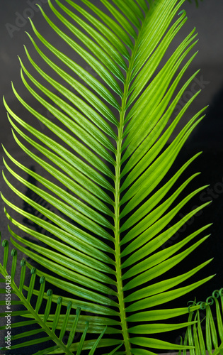 cycas palm leaf on a beautiful background