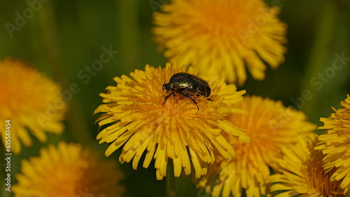 Beetle on a dandelion