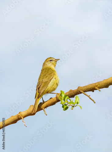 Orange-crowned Warbler perched  on tree branch in profile © scalder
