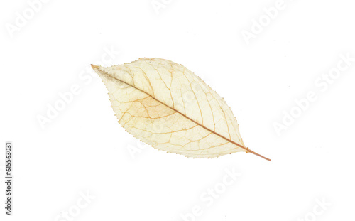 white transparent leaf isolated on white background