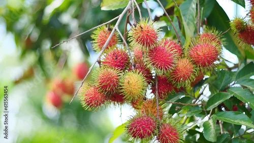Red rambutan waiting to be harvested It's a Thai fruit that tastes sweet and delicious. photo