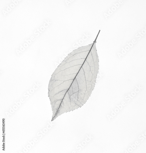white transparent leaf isolated on white background