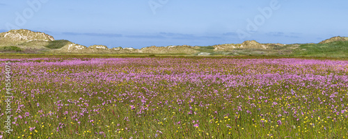 Landscape nature reserve The Boschplaat with colorful purple flowers and buttercups at Wadden island Terschelling in Friesland province in The Netherlands photo