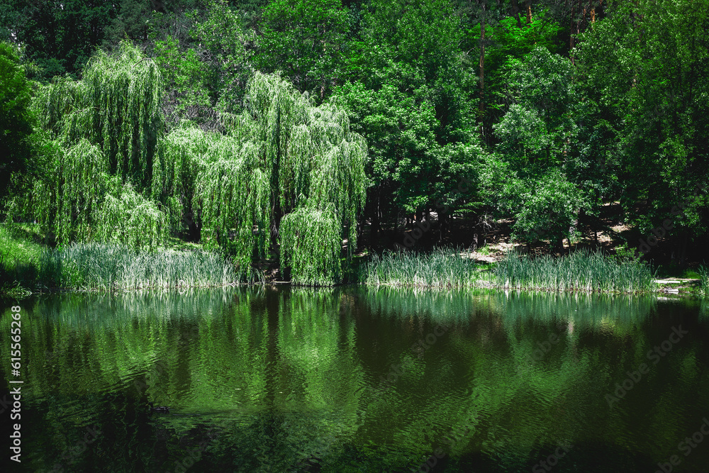 lake and green plants in summer