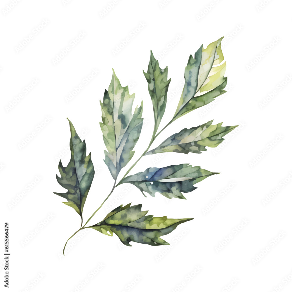 Botanical watercolor illustration of green leaves, branch tree detailed isolated clipart hand drawn on while background Botanical watercolor illustration of green leaves, branch tree detailed isolated clipart hand drawn on while background
