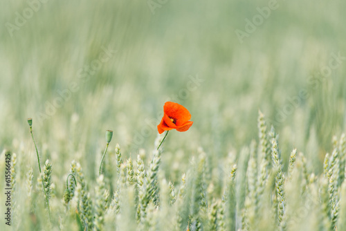 Red Poppy Flower in Lush Green Wheat Field