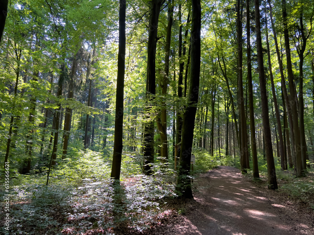 Obraz premium Bavarian Forest path during summer time with green trees and a lonely path