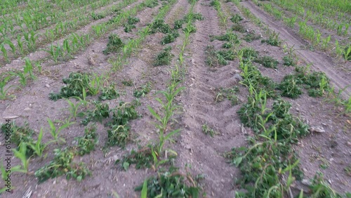 The weeds died after the pesticide. Combating weeds in a corn planted field