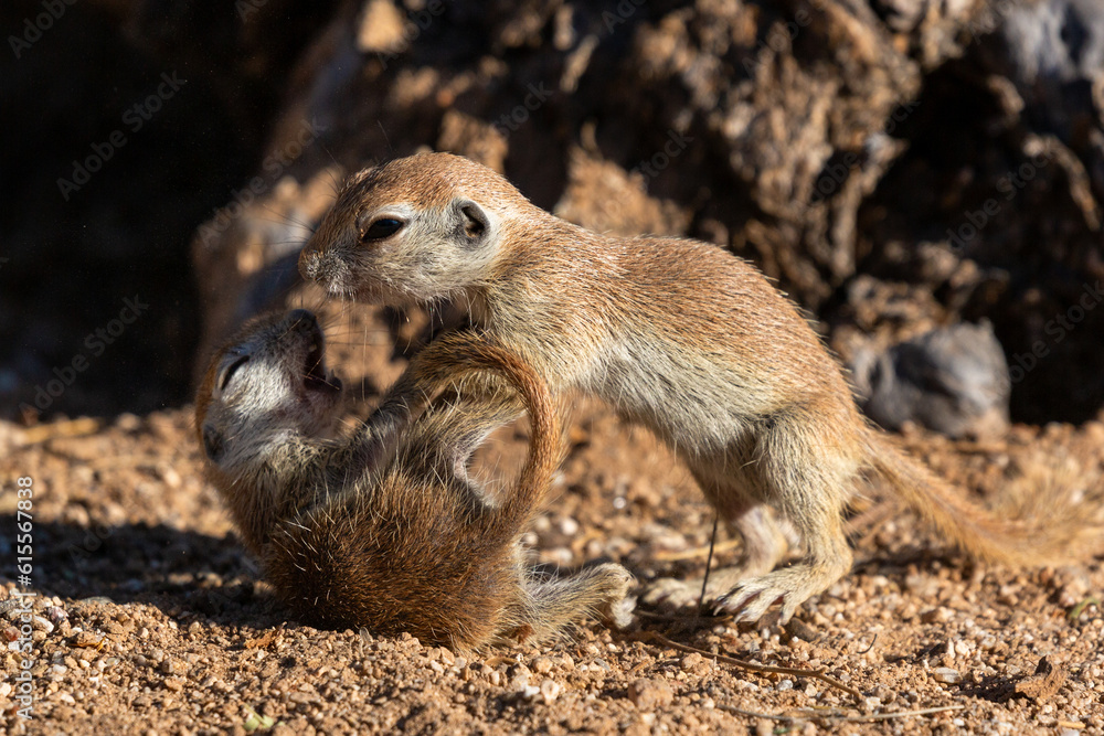 Juvenile round-tailed ground squirrels, Xerospermophilus tereticaudus, playing, fighting and roughhousing in the Sonoran Desert. Pima County, Tucson, Arizona, USA. Juvenile round-tailed ground squirrels, Xerospermophilus tereticaudus, playing, fighting and roughhousing in the Sonoran Desert. Pima County, Tucson, Arizona, USA.