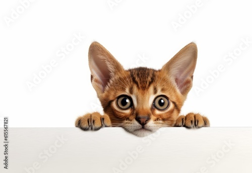 Adorable Abyssinian Shorthair Kitten Peeking Out from Behind White Table with Copy Space, Isolated on White Background. Generative AI.