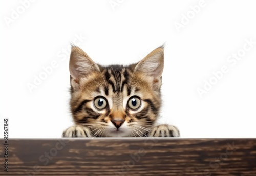 Adorable American Bobtail Kitten Peeking Out from Behind White Table with Copy Space, Isolated on White Background. Generative AI.