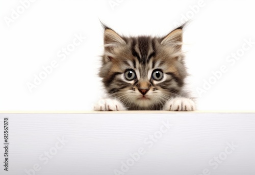 Adorable American Longhair Kitten Peeking Out from Behind White Table with Copy Space, Isolated on White Background. Generative AI.