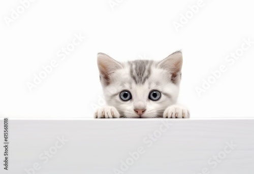 Adorable Colorpoint Shorthair Kitten Peeking Out from Behind White Table with Copy Space, Isolated on White Background. Generative AI.