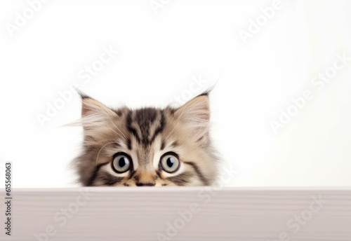Adorable Domestic Longhair Kitten Peeking Out from Behind White Table with Copy Space, Isolated on White Background. Generative AI.