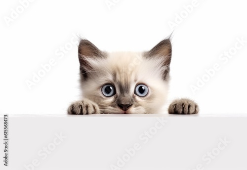 Adorable Ragamuffin-Siamese Kitten Peeking Out from Behind White Table with Copy Space, Isolated on White Background. Generative AI.